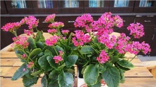  【家里】3种“长寿寓意”花，家里养1、2盆，吉祥，一家老小都健康！