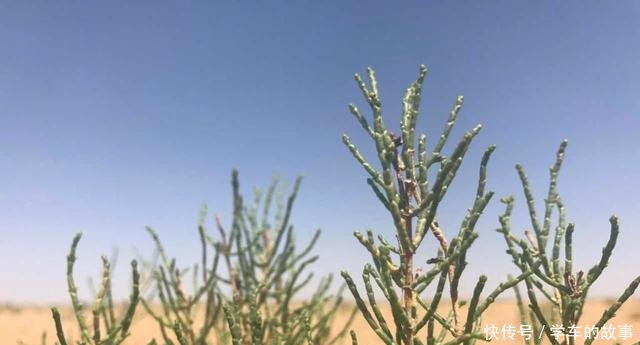  #一起走#全球沙漠最多的国家，正在悄悄的消灭沙漠