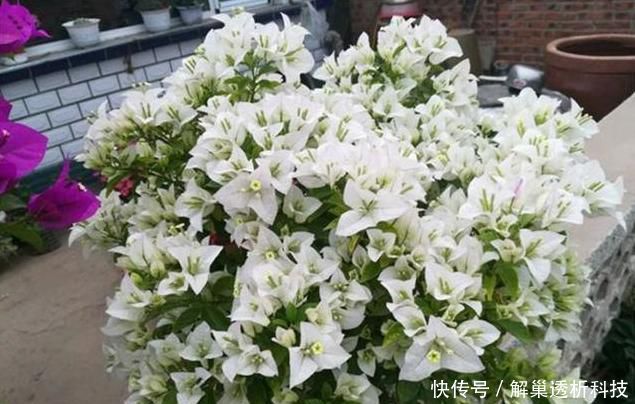 #三角梅#教你扦插三角梅的方法,简单有效,秒变大户