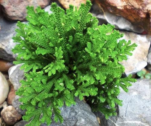  『种植在花盆里』1种不起眼的“植物”，生长在山脚下，被称为“石柏”，看着高贵