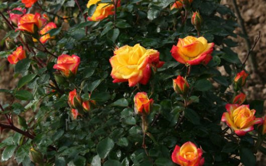  #干旱#喜欢养花？不如养一盆“彩虹藤”，既耐寒又耐干旱，四季开花不断