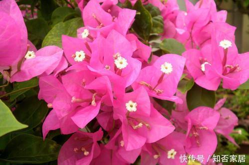  拥有|家里养花选它，一年四季都有花赏，值得拥有！