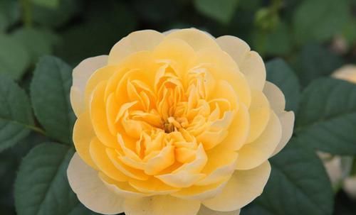 『蓝色风暴』此3中月季,花朵硕大,花色艳丽,花期长,花量大,花枝招展漂亮
