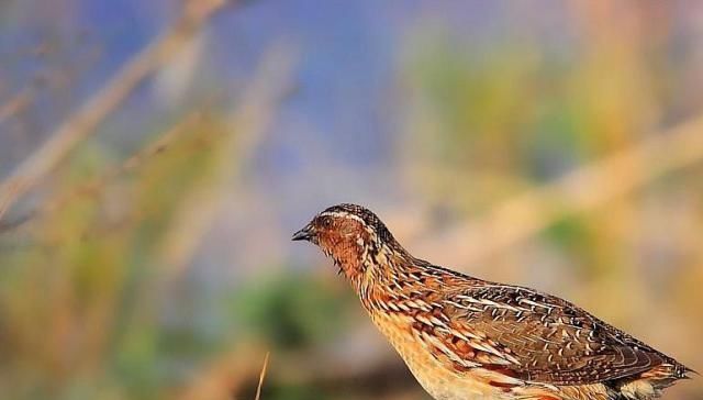  「鹌鹑」农村养殖鹌鹑，以前不赚钱，这位80后养殖后变废为宝赚