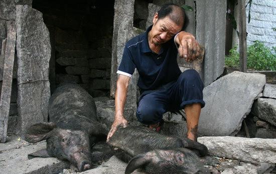  [养殖户]养猪难，散养户未来的出路在哪里？