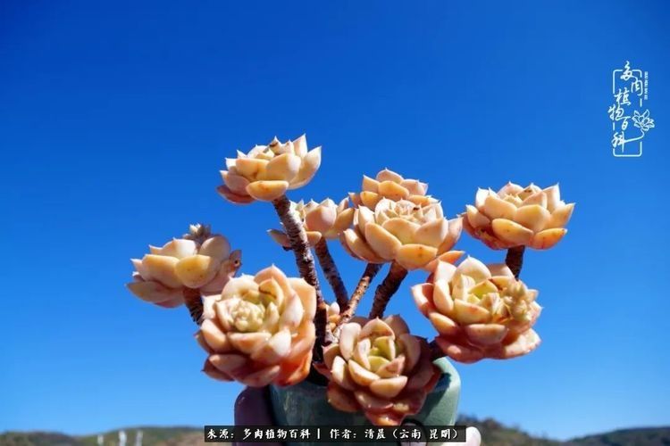 『出场』最美多肉季:种下好时光,谁的等待恰逢花开!