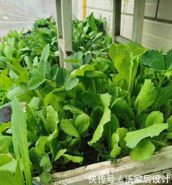  「硕果累累」阳台种菜，种3种速生菜，30天就采摘，叶子肥嫩，硕果累累