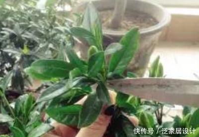植株@栀子花什么时候修剪比较好