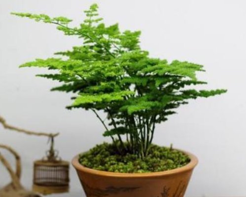  [一大]养好文竹掌握4个要点，轻松告别干尖黄叶，郁郁葱葱一大丛