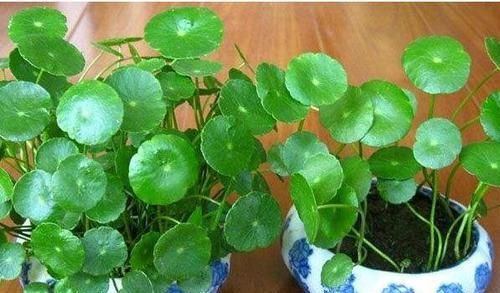  阿司匹林@养铜钱草，一个“小药片”用下去，叶不黄，“钱”又多！