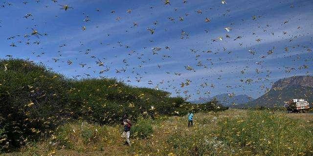  「我国」蝗灾已经到了印巴会不会蔓延到我国解决蝗灾有什么好办