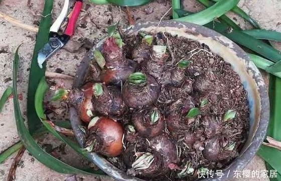『室内』这3款花忒适合室内盆栽,花开芳香艳丽,可净化空气、平衡湿度