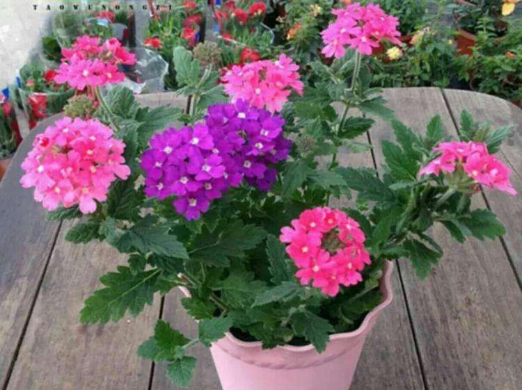 『有花赏』此花号称开花机器，一年四季有花赏，漂亮又好养，盆栽地栽都可以