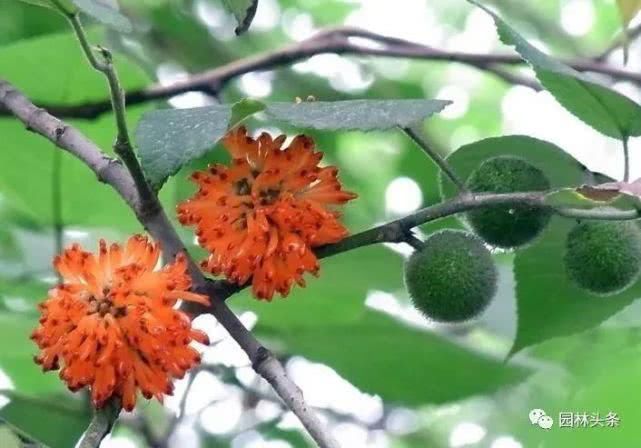  【棕榈科伞形】558种 · 园林植物配置大全