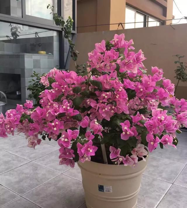 #植株#三角梅1朵都不开，叶子嗖嗖冒？赶紧用3招，15天就开花