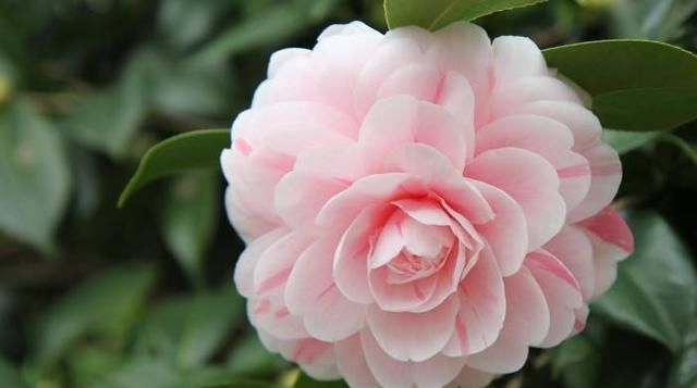『碗口』茶花开花小是什么原因?做好这几点花朵“大如碗口”!