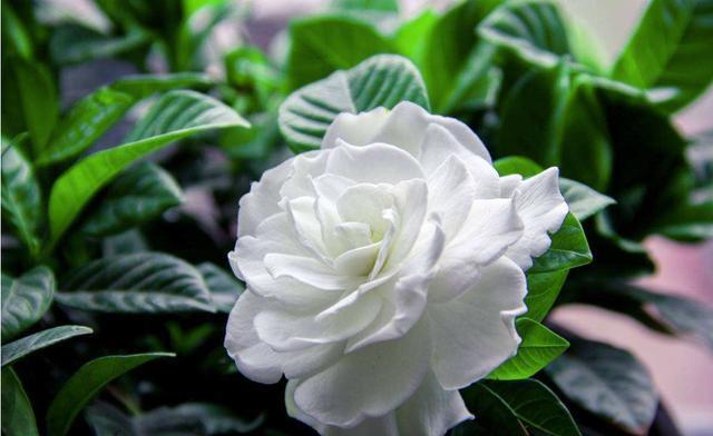 养盆:喜欢在家里养花,不如养盆“开花机器”,一年四季开花不停,好养