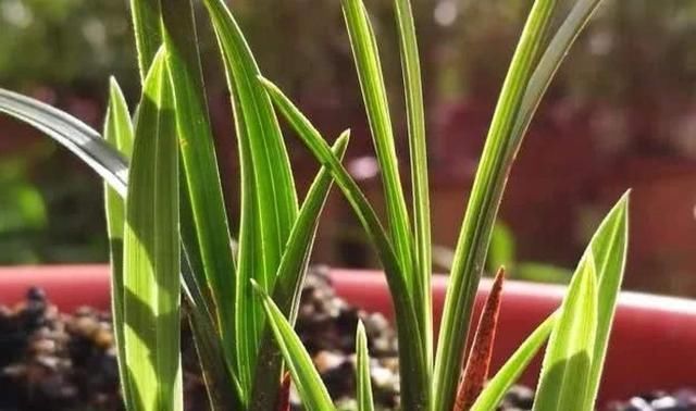  「植物」兰花有“癖好”,满足不了这几点,就不开花