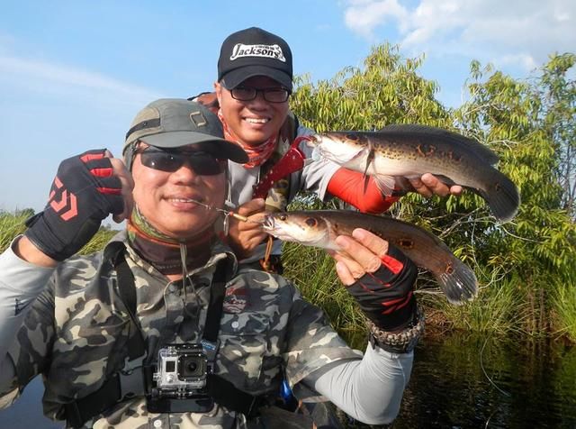 中国路亚钓鱼人远征苏门答腊，前去消灭泛滥成灾的金线多曼鱼