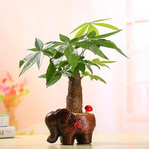  [温度]夏天养发财树要小心，温度一高晒得枯黄，没过夏天就光秃秃