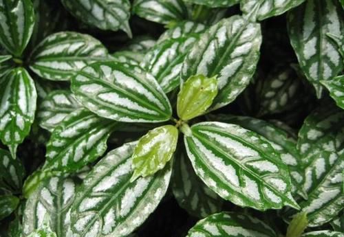  [观叶]让爱养花的你更懂植物——观叶植物浇水篇的实例讲解