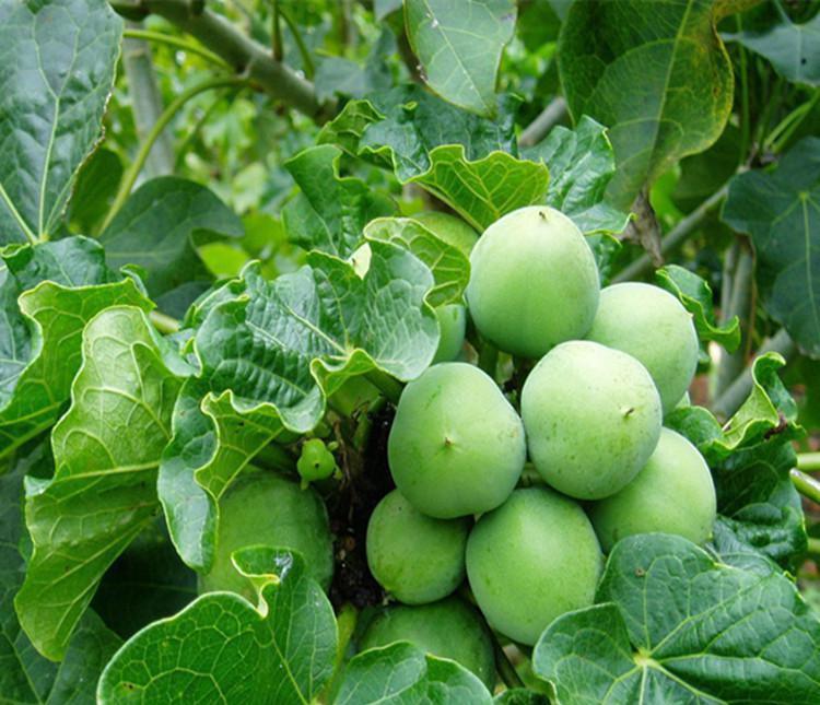  树木：农村常见的一种树木，曾经遭到人们砍伐，如今却成了“宝贝”