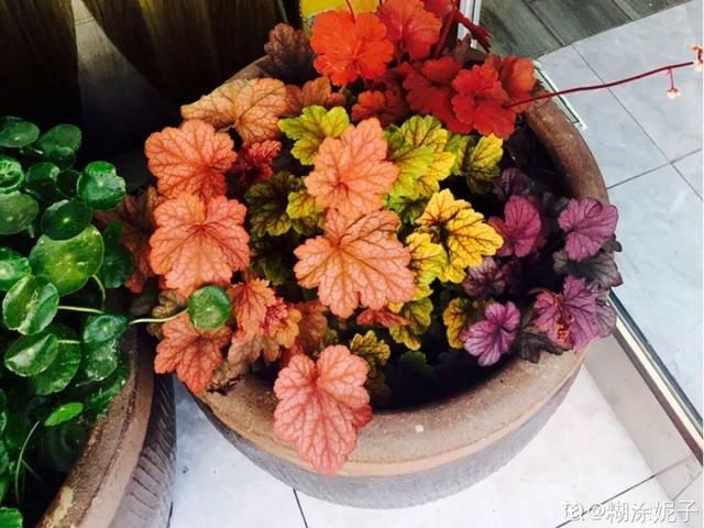  「图片作者」10种小众花，今年最流行，养1盆仙气十足！