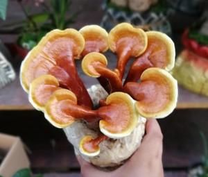  「灵芝」阳台上养灵芝，20块钱买的“灵芝菌”，本来想着玩玩，真长出来了