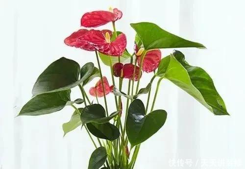 生长习性|八种寓意吉祥的旺财花,好看还好养,喜庆又高贵
