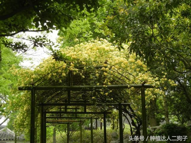 此花是“天下第一香”，花期长达180天，比桂花香十倍，沾土即活