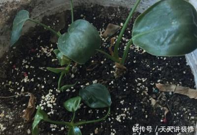  「枝条」金钻怎么扦插