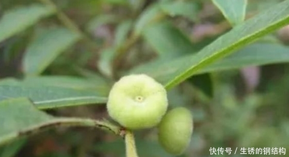 农村有种“算盘子”，过去常被穷人当药，如今市场一斤能卖60元