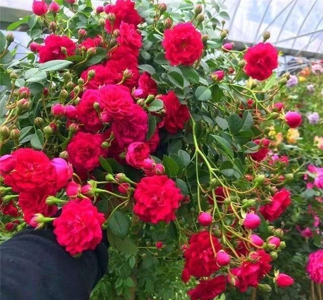「植物」有院子养“2种花”,一枝窜到3米高,开花多又香,美到惊艳