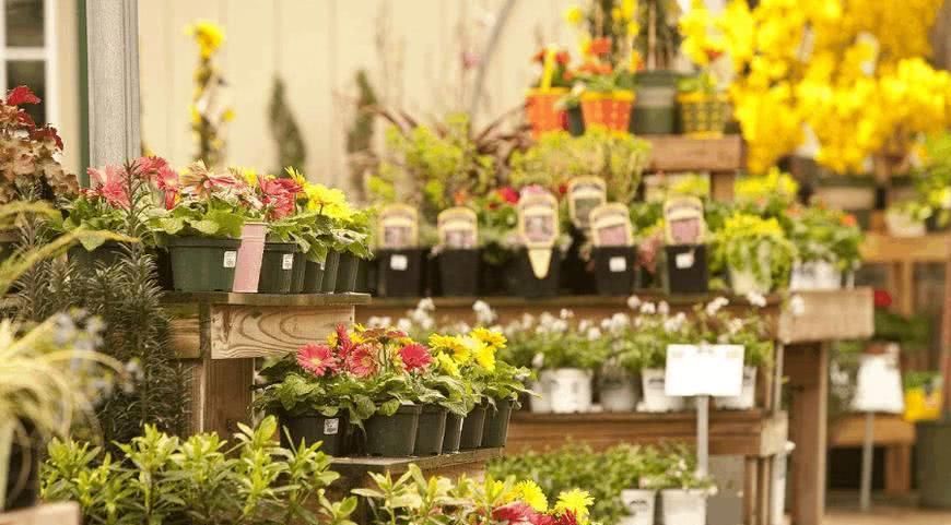  【懊恼】3种不要买回家养的花，总有人乱买，买回去就很懊恼