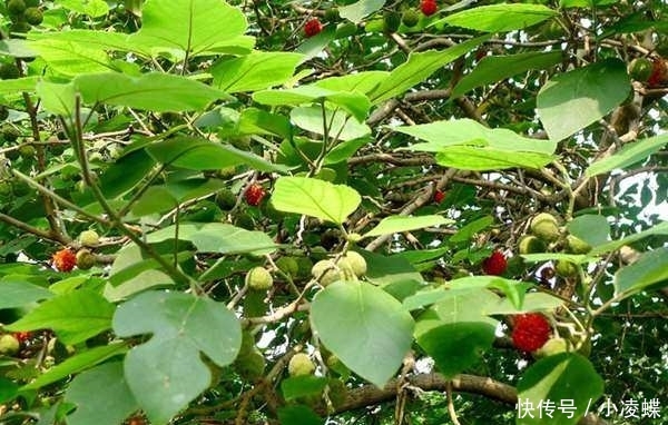  成了|农村这一植物，农民遇到就砍，如今有人把它种成了“摇钱树