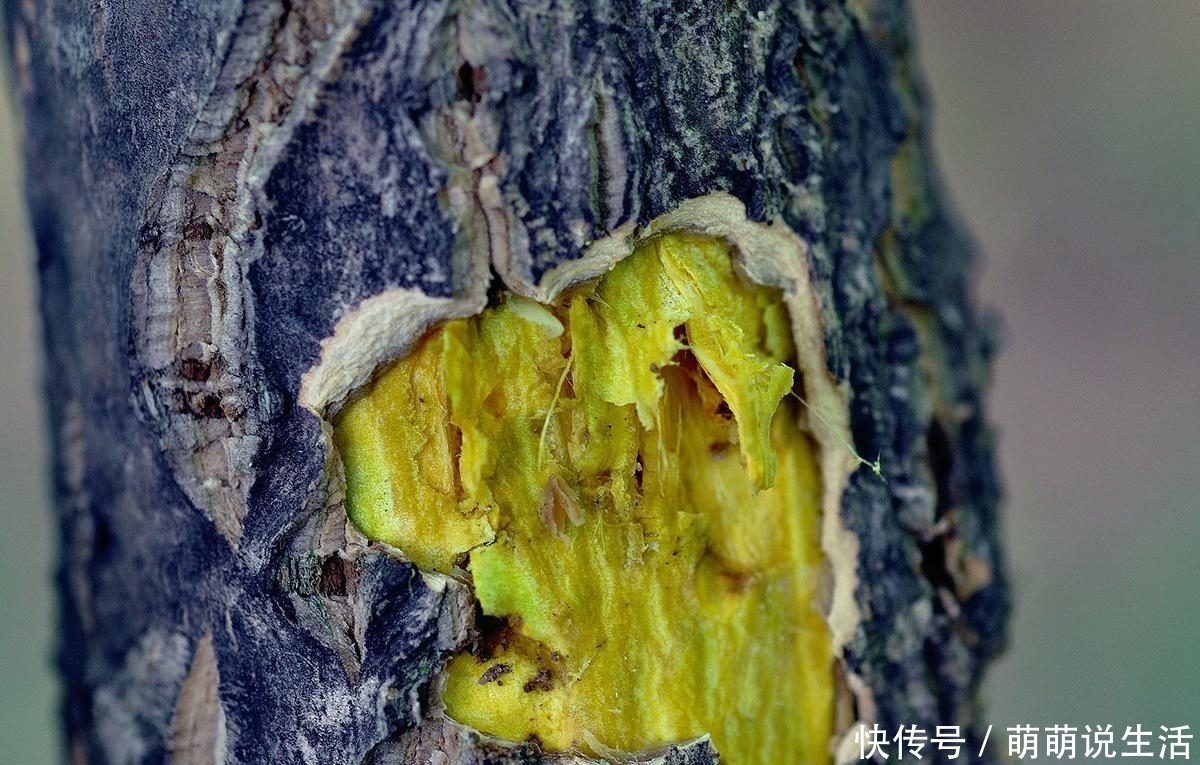 这树十分珍贵，树皮内含“黄金”，如今40元一斤，见到请好好保护