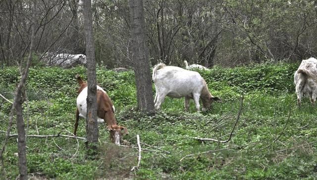  「苜蓿」种植超2千年，曾被农民用来喂猪，如今15元一斤成高钙野