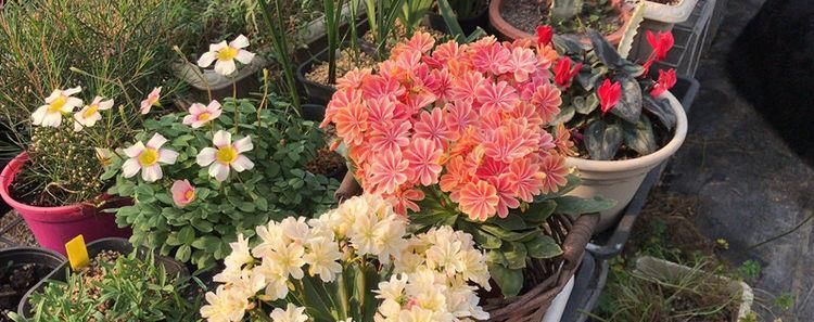 【入手】多肉植物—露薇花,花叶俱美,四季开花不停,养护容易,值得入手