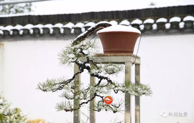 一组盆景作品欣赏，雪中赏盆景，别具一番风韵！