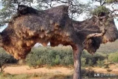 百年鸟巢惊现非洲,重达1吨,竟是悬挂于树上