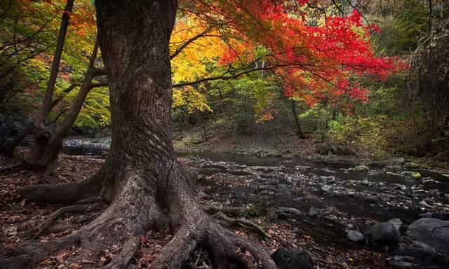 又一个红叶王国！国内这处秘境，有比肩枫叶之国加拿大的醉美秋色