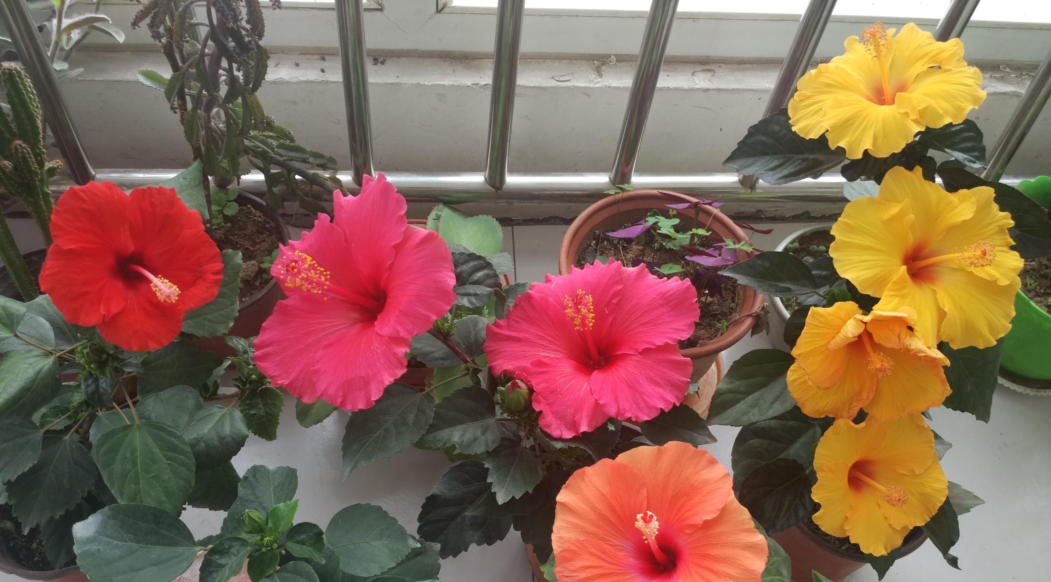  #低矮#全年开花不停，观赏价值高，植株低矮，种植容易，盆栽养花选这种