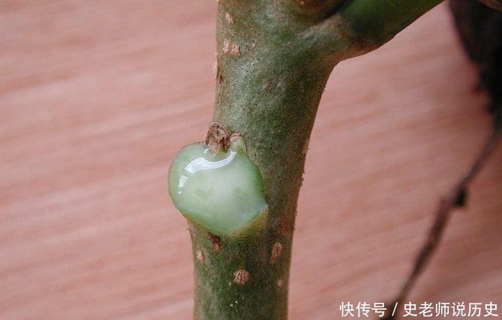 过去臭名昭著没人要，如今农民却大量种植，还视它为“摇钱树”