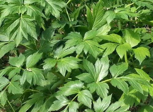 农村称为“明日草”，长在田里无人识，如今用来泡茶喝15元一斤