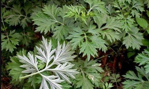  『药用价值』这种“盆栽”，能杀菌驱蚊，还能“祛湿气”，蛮多人却没养过