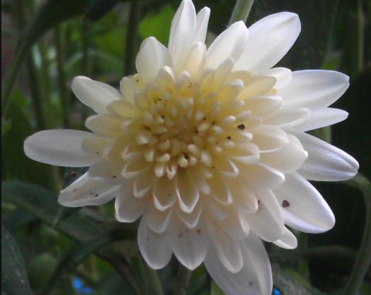  【极其】新手养花难？这些花卉好养易开花，极其耐旱耐寒，爆盆快