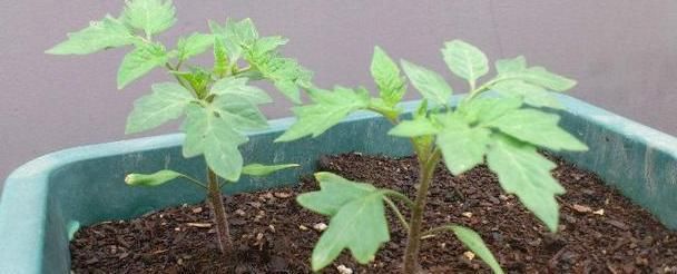  『盆栽』养花种草不实际？不如盆栽这些蔬菜，既能观赏又能食用，贼好看