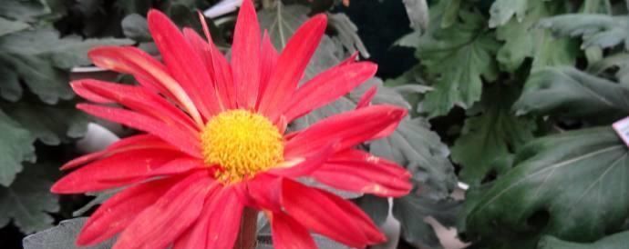  「红霞」喜欢菊花的话，养花罗的优秀名字菊花就行了桃子像吐红霞一样，红光要掉下来了欣赏