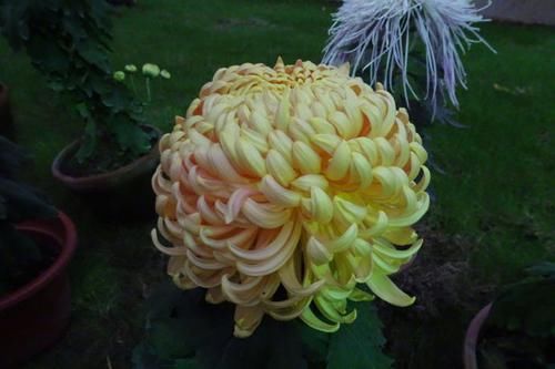  【重瓣水仙】喜欢菊花，就养盆“国华系列”国华倩云，妖娆动人，雍容华贵！