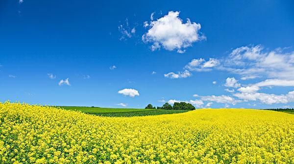  『留作』甘杂一号油菜籽能留作种子吗？